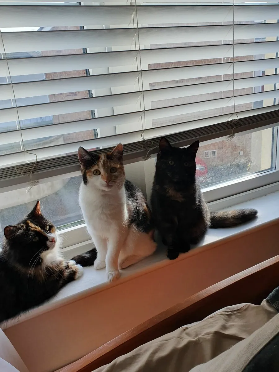 Rehoming Cats - Image 2