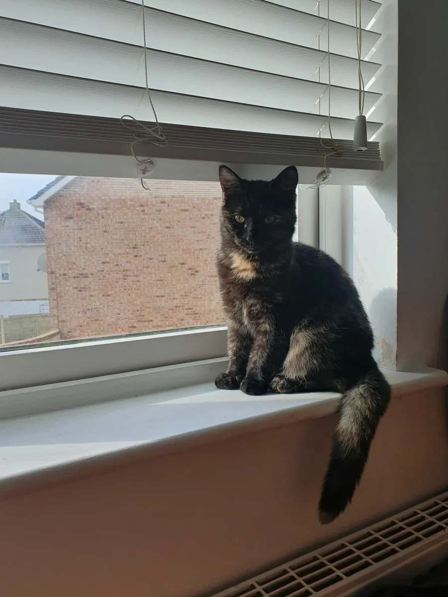 Rehoming Cats - Image 3