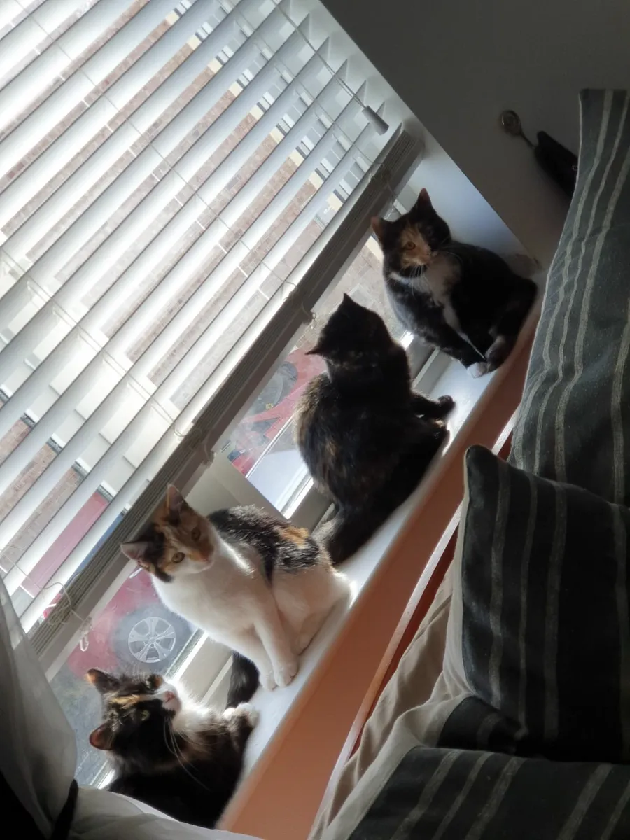 Rehoming Cats - Image 1