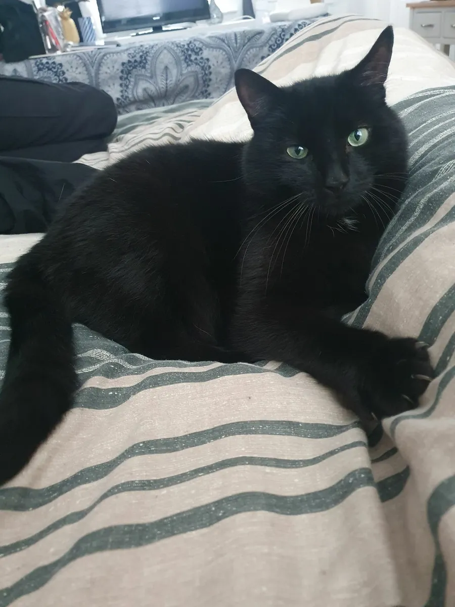 Rehoming Cats - Image 4