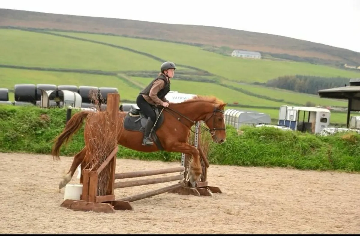 Gelding for sale - Image 1