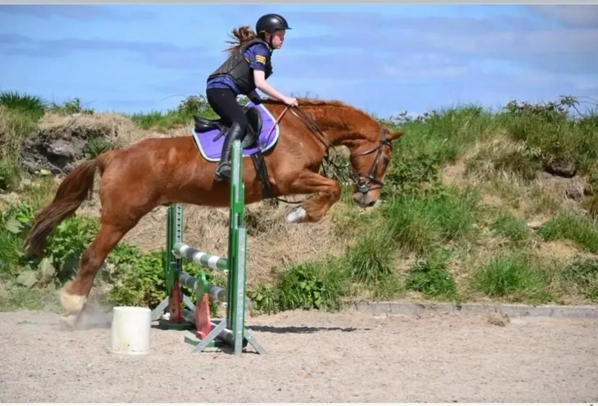 Gelding for sale - Image 2