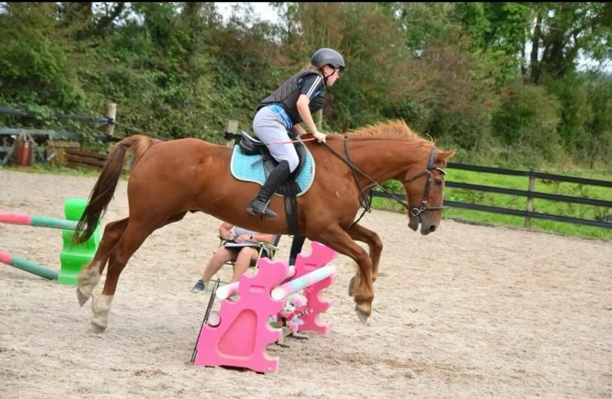 Gelding for sale - Image 3