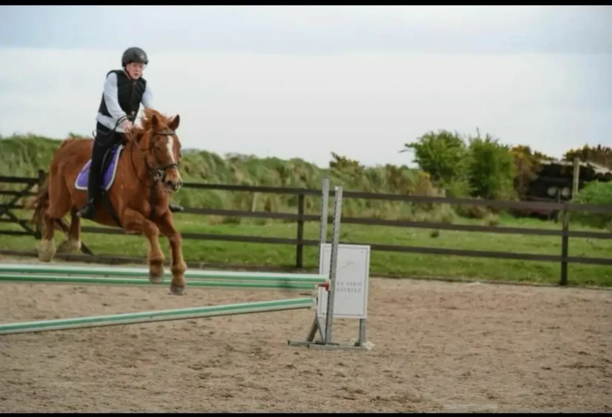 Gelding for sale - Image 4