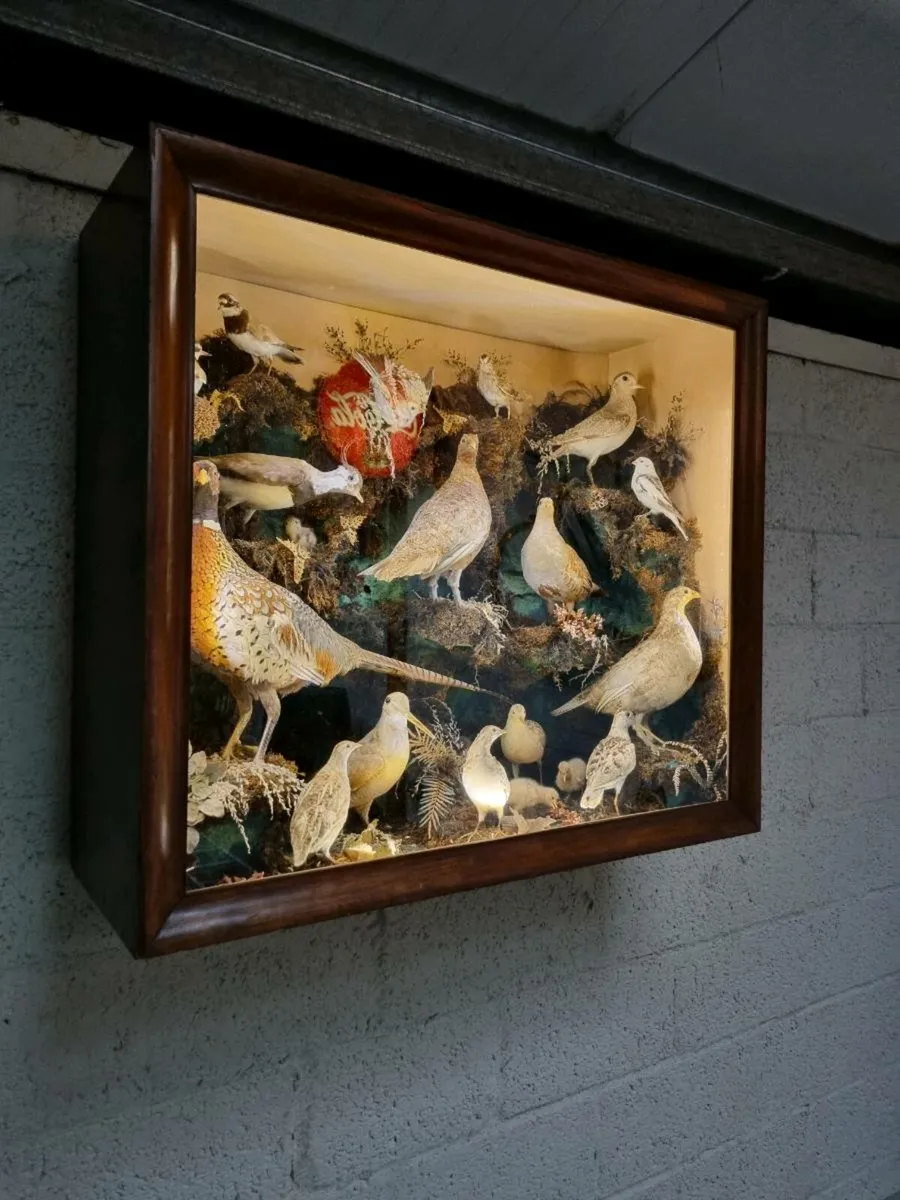 21 Bird Taxidermy Display  (Circa 1937) - Image 3