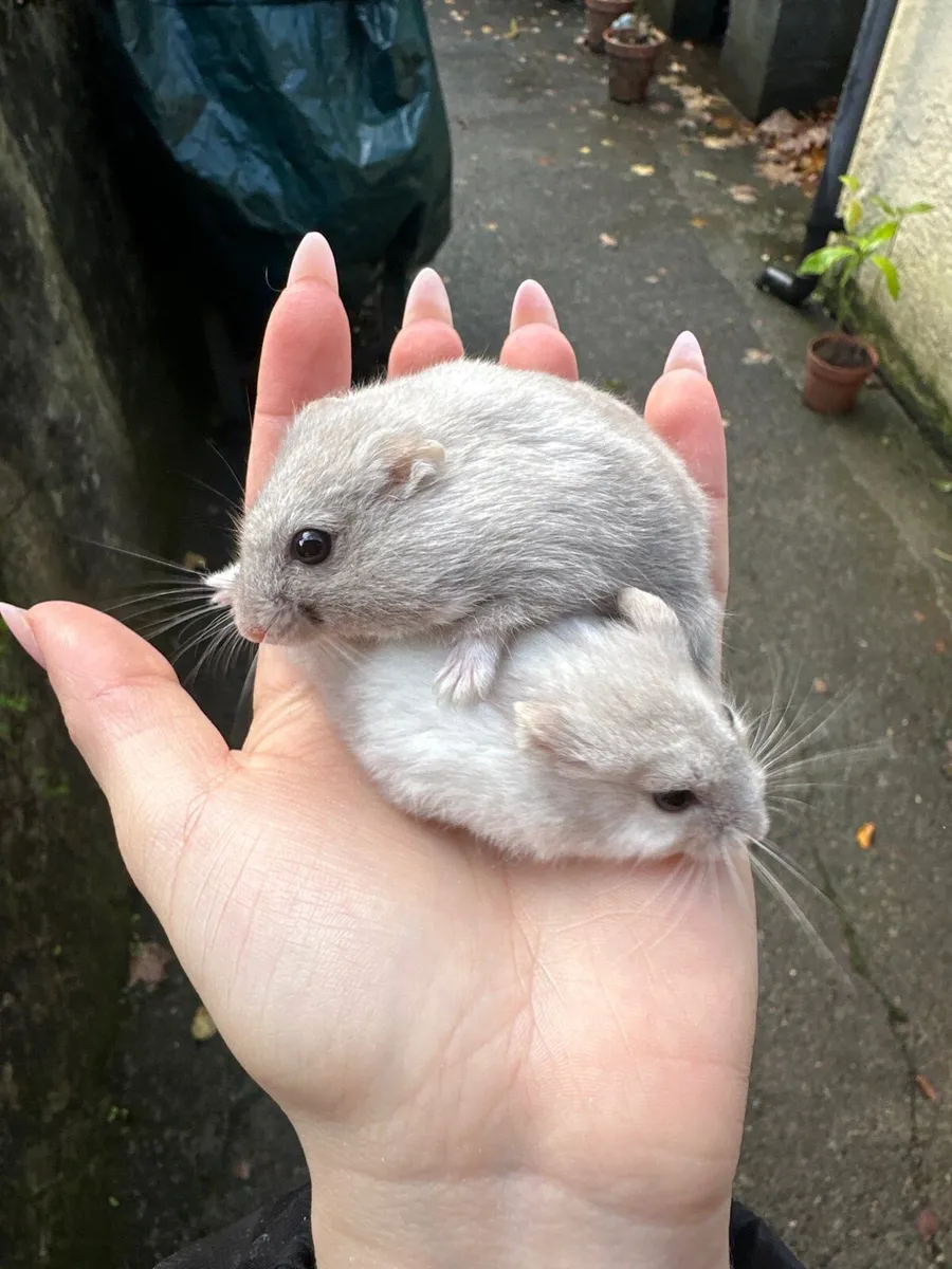 Hamsters - Image 1