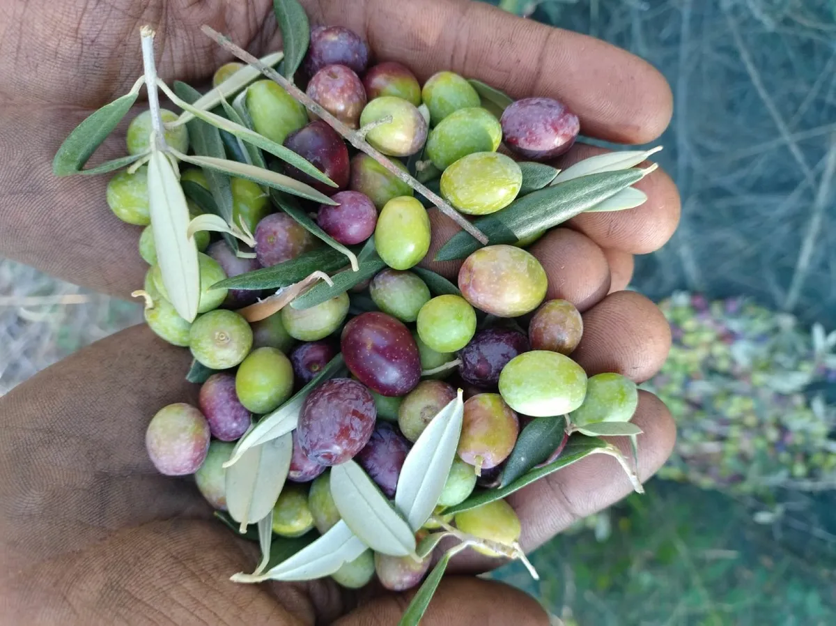 🌿 Our Italian Extra virgin olive oil - 2025 - Image 4