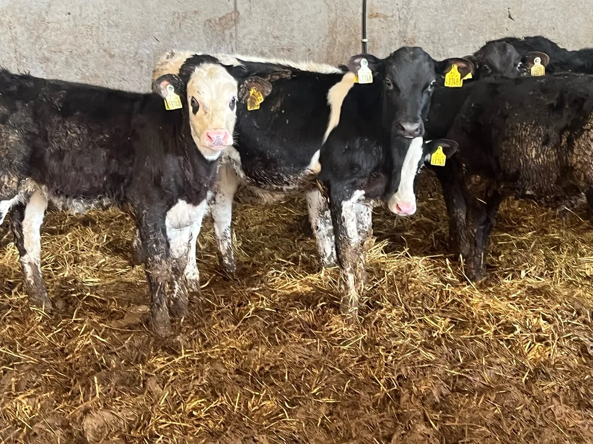 14 runners - Image 1