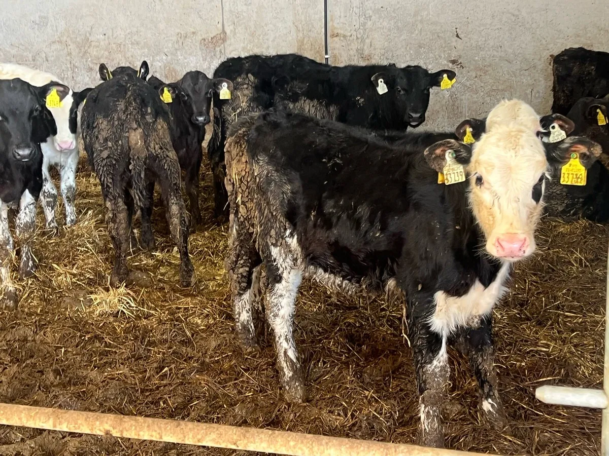 14 runners - Image 2