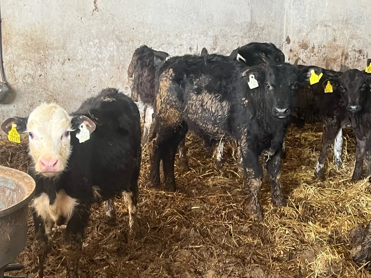 14 runners - Image 3