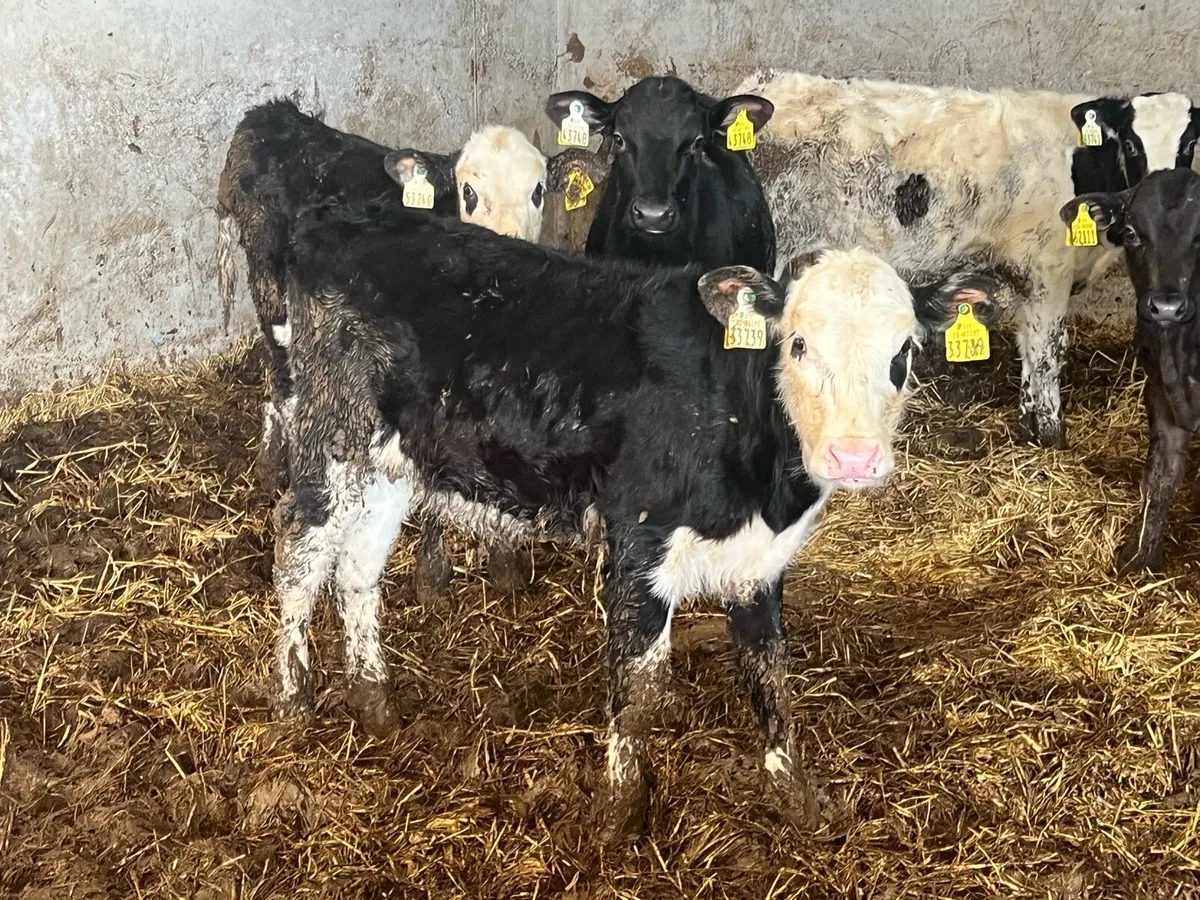 14 runners - Image 4