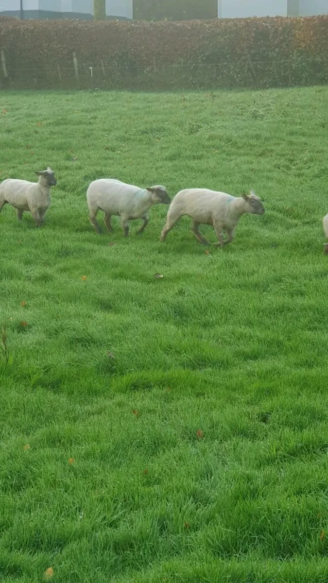 Vendeen ewe lambs - Image 3
