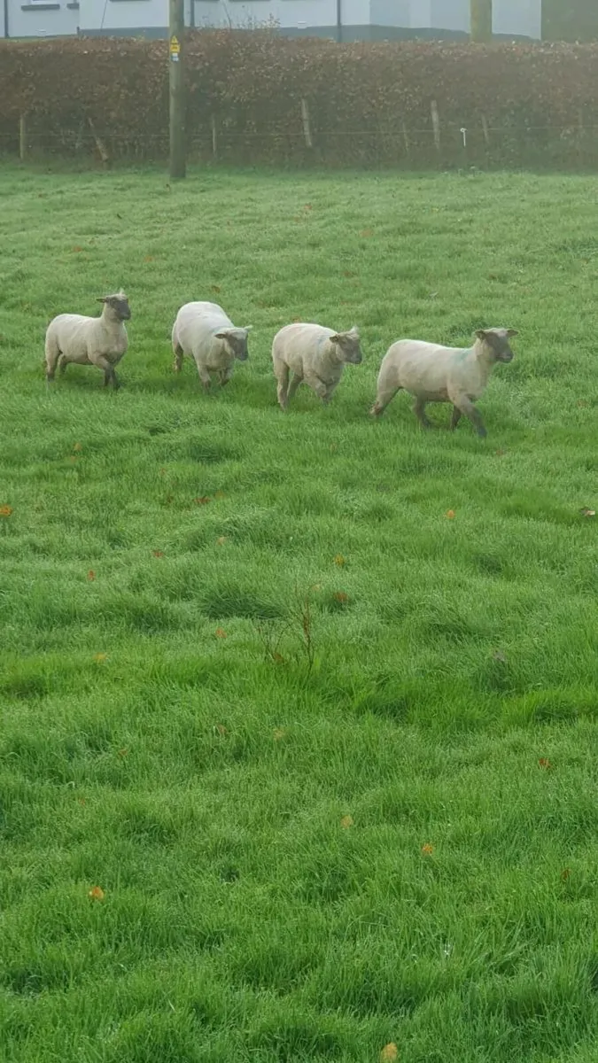 Vendeen ewe lambs - Image 4