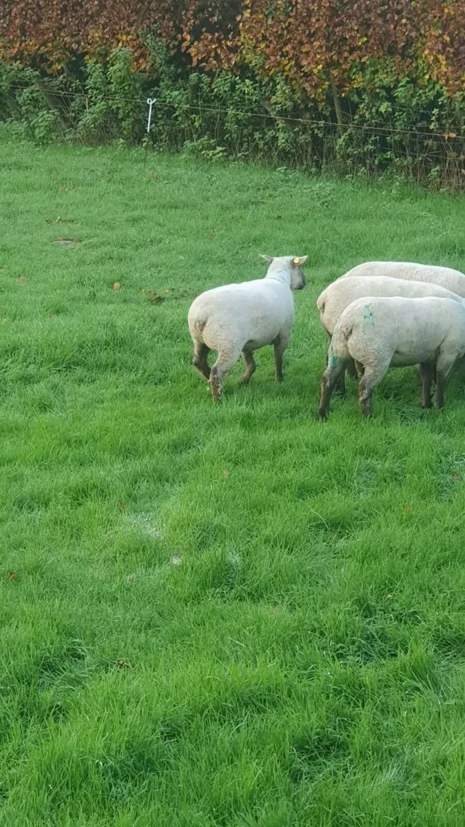 Vendeen ewe lambs - Image 1