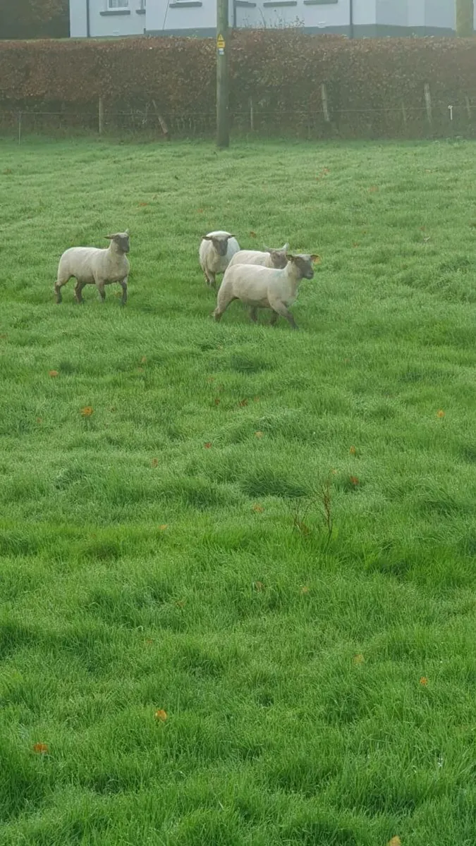 Vendeen ewe lambs - Image 2