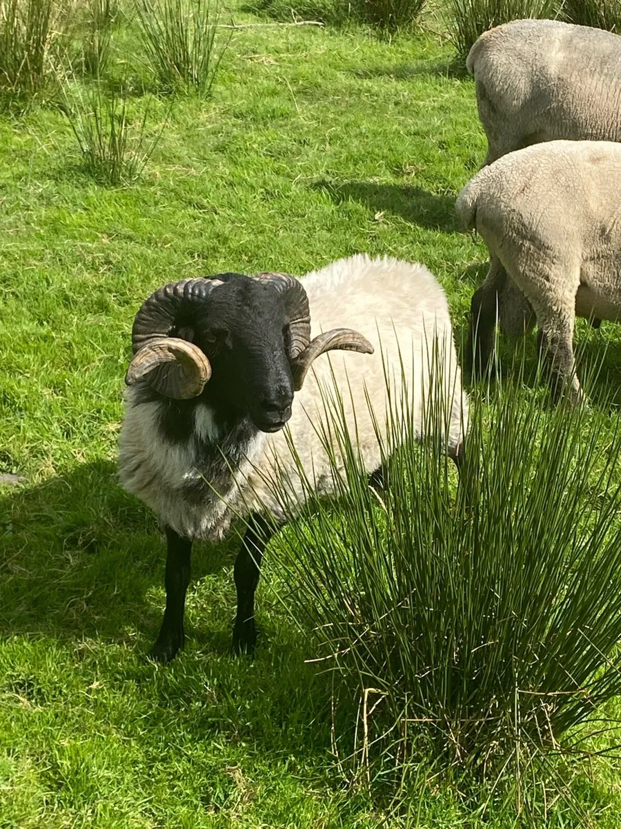 Sheep - Image 1