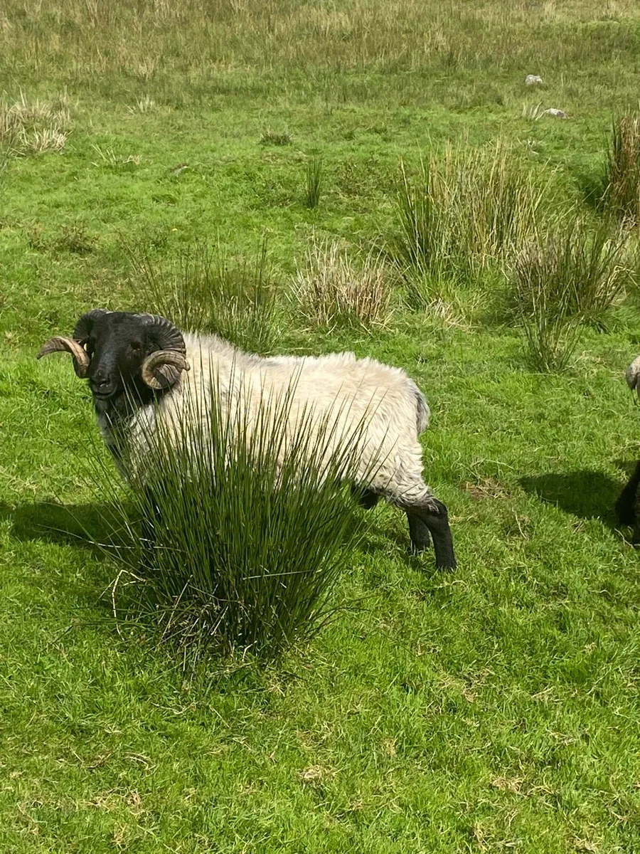 Sheep - Image 3