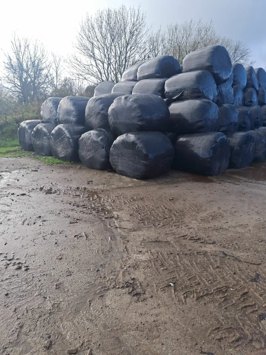 Silage Bales - Image 2