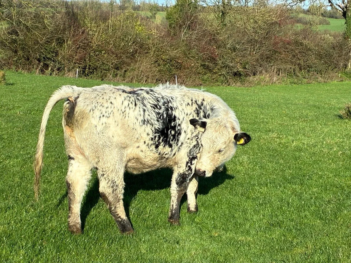 Speckle park cross Simmental - Image 1