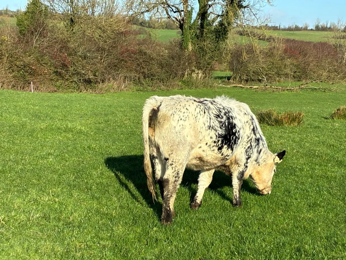 Speckle park cross Simmental - Image 2