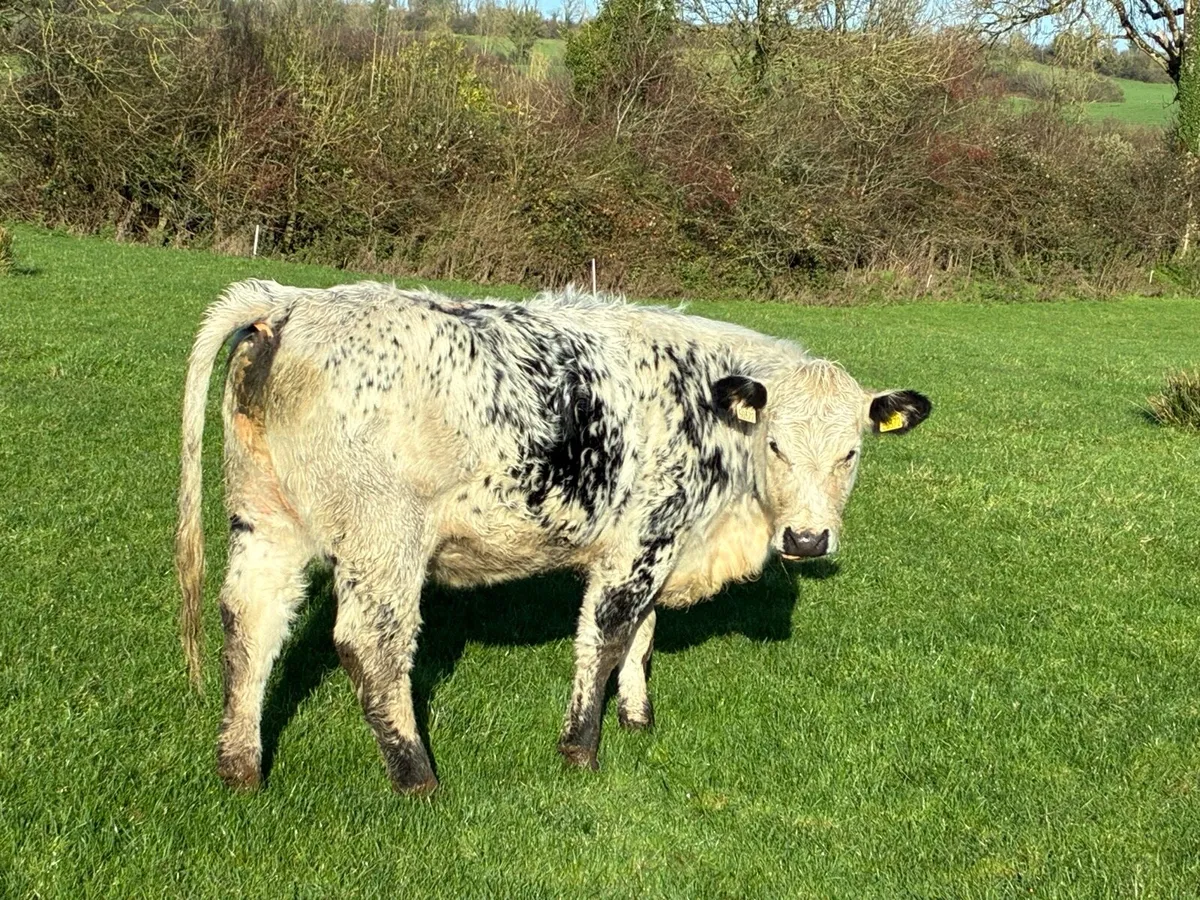 Speckle park cross Simmental - Image 3