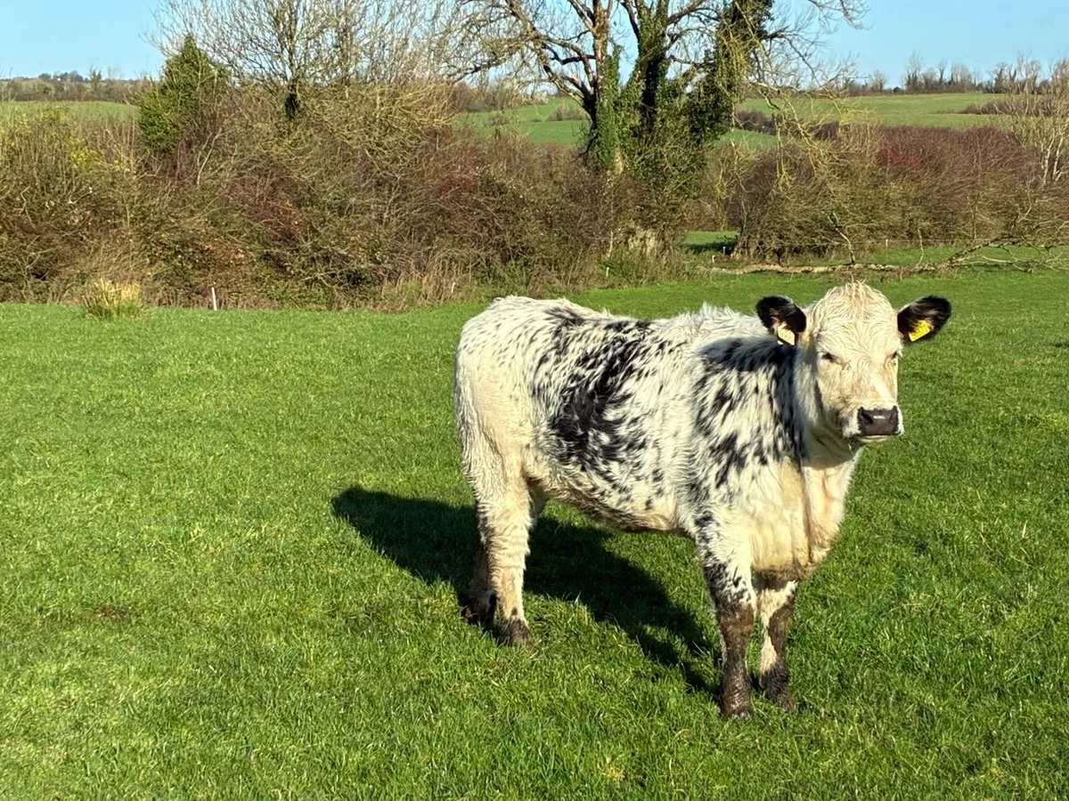 Speckle park cross Simmental - Image 4