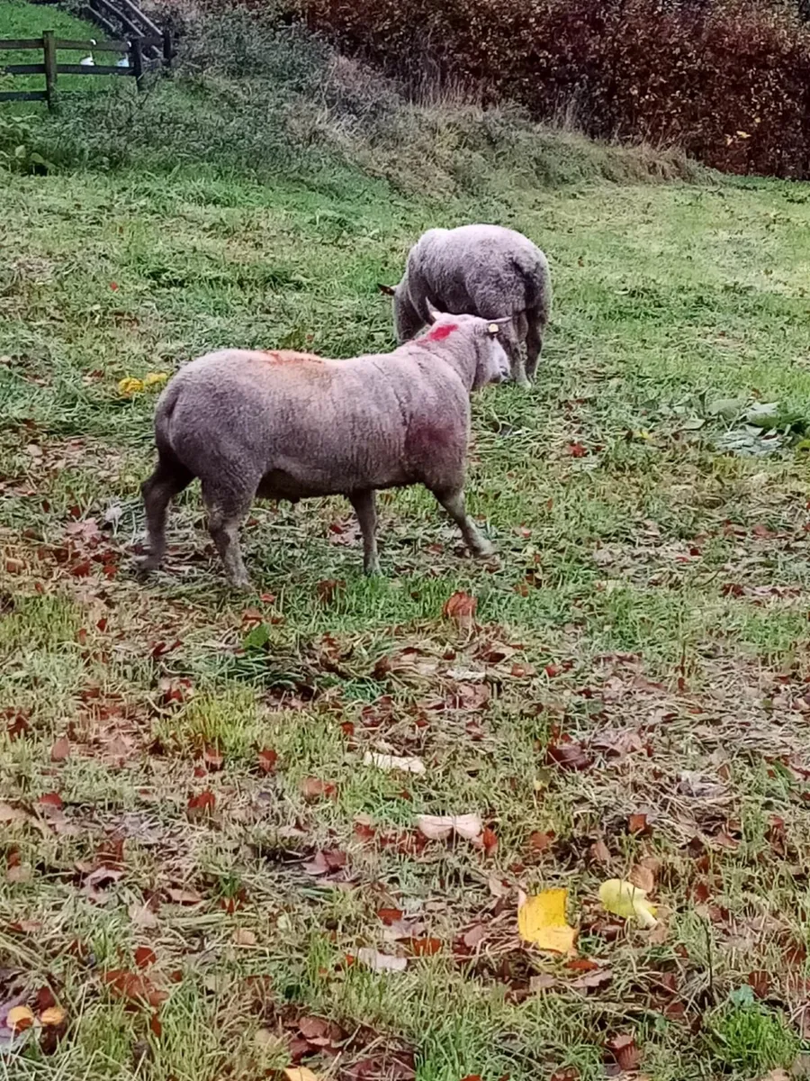 Cheviot, Suffolk & Texel Rams - Image 2