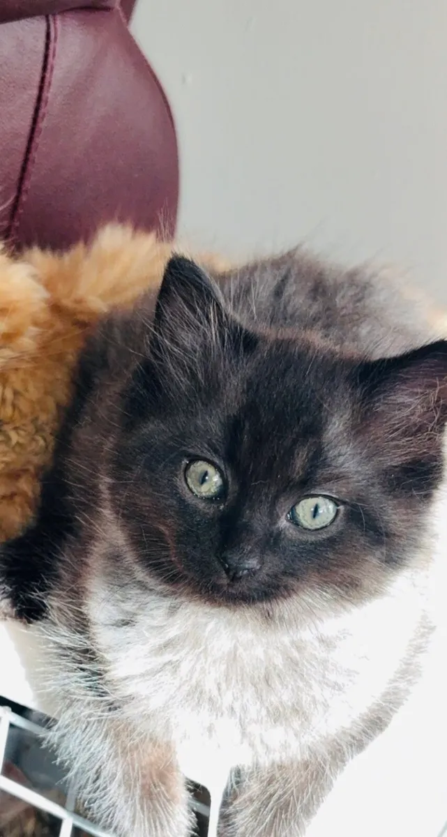 Ragdoll x British short haired kitten - Image 2