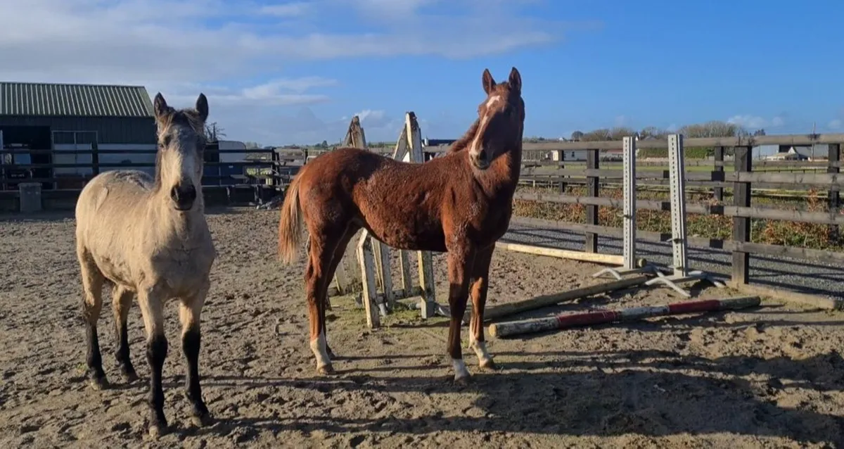 Colt foal by Paris Blue - Image 3