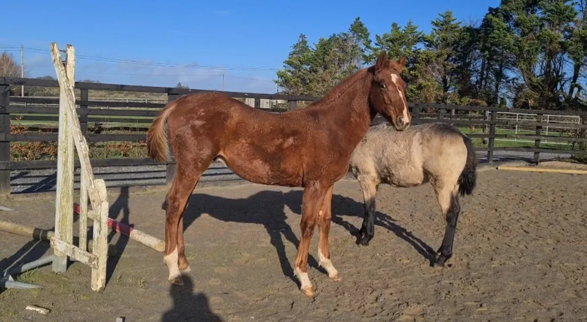 Colt foal by Paris Blue - Image 4
