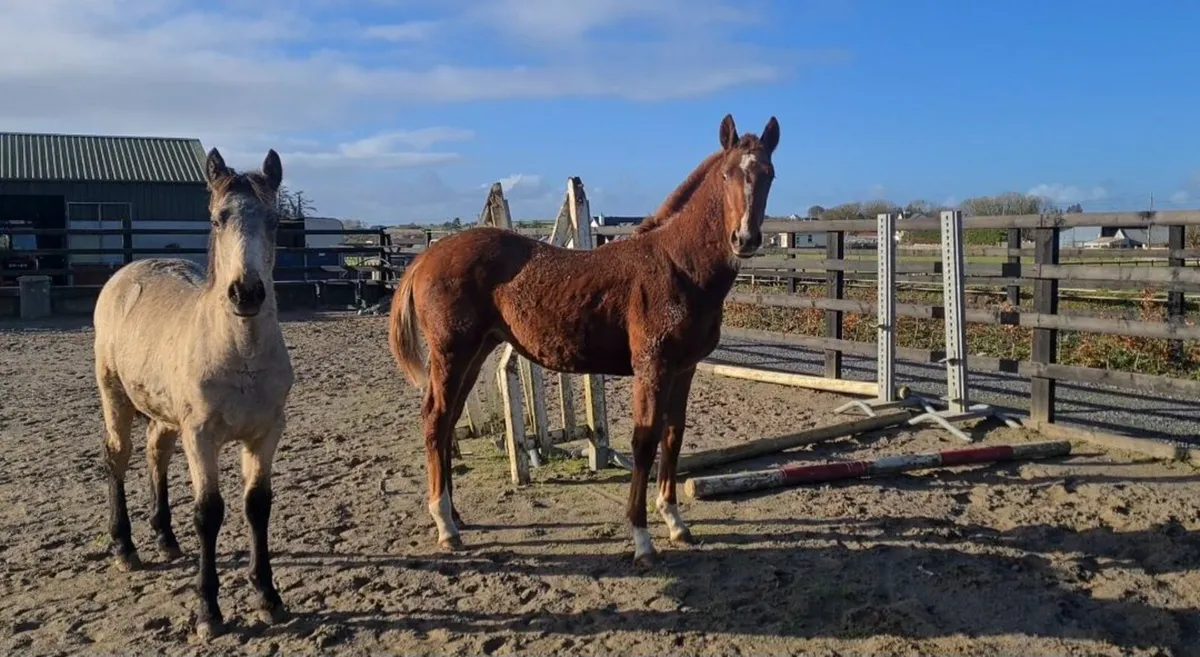Colt foal by Paris Blue - Image 1