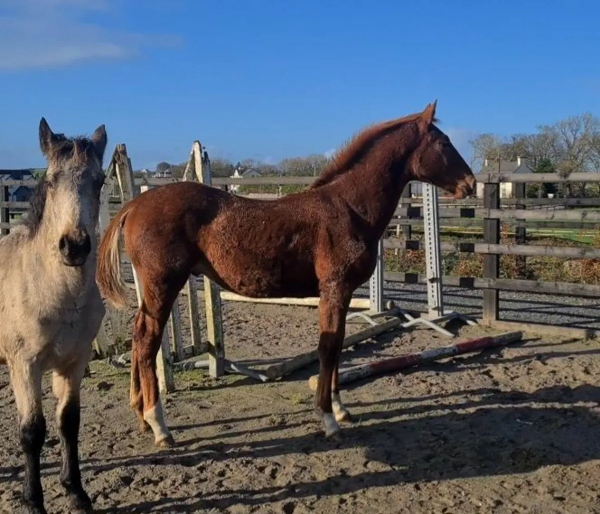 Colt foal by Paris Blue - Image 2