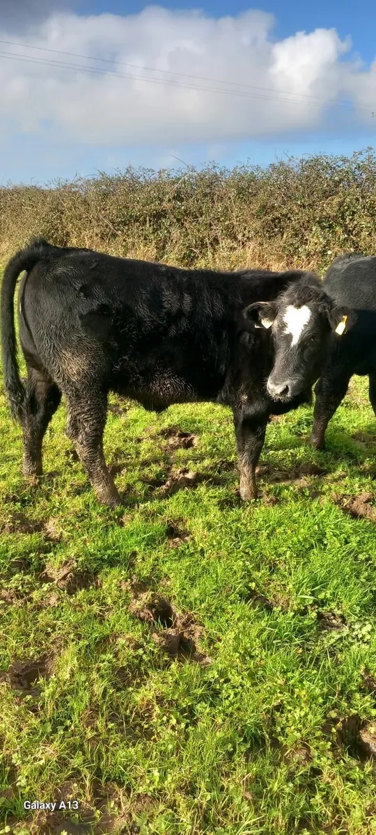 Cattle - Image 1