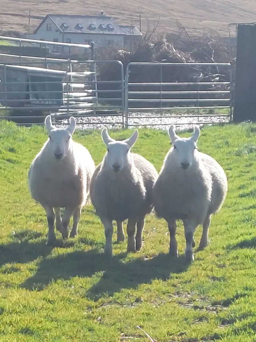 MAYO BLACKFACE &CHEVIOT RAM LAMBS - Image 3
