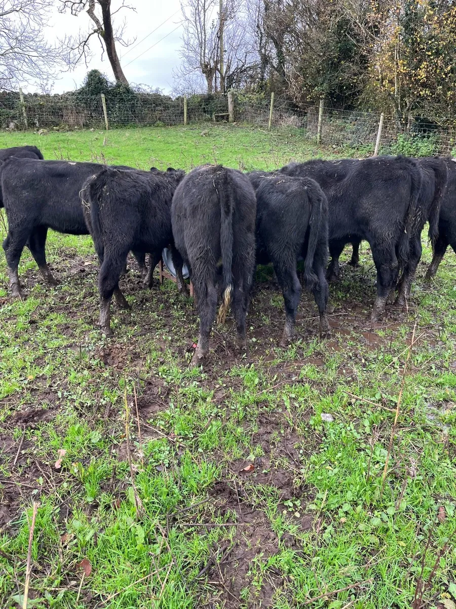 AA HEIFERS - Image 1