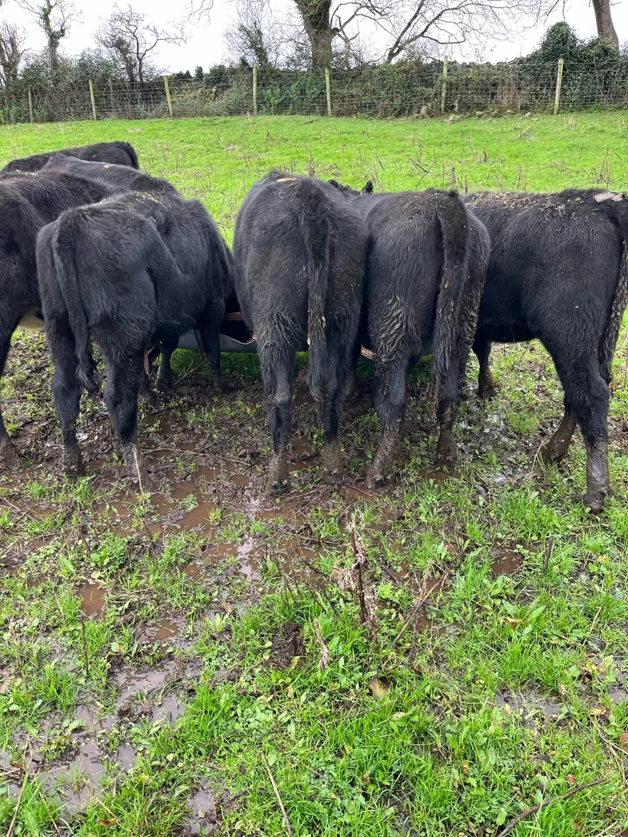 AA HEIFERS - Image 2