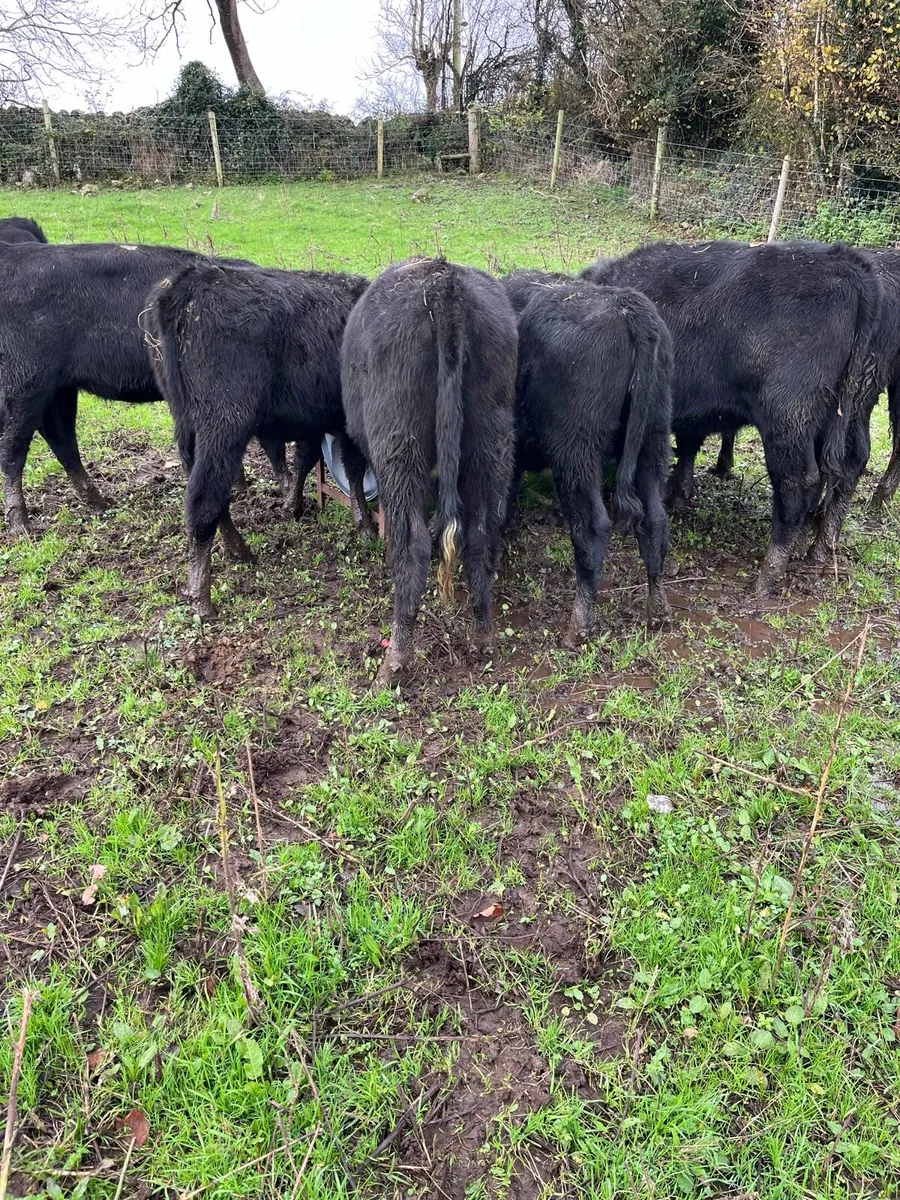 AA HEIFERS - Image 3