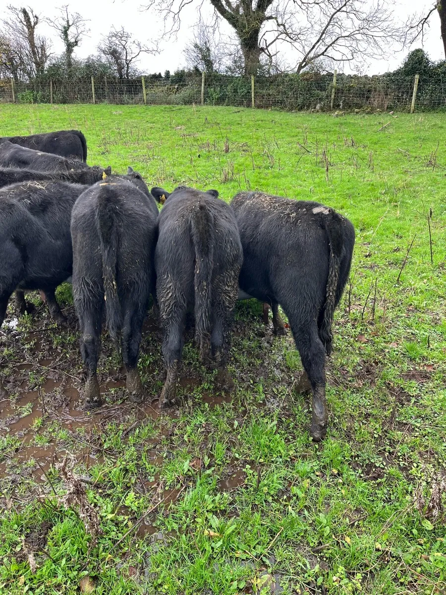 AA HEIFERS - Image 4