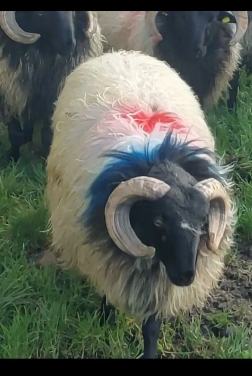 MAYO BLACKFACE &CHEVIOT RAM LAMBS - Image 1