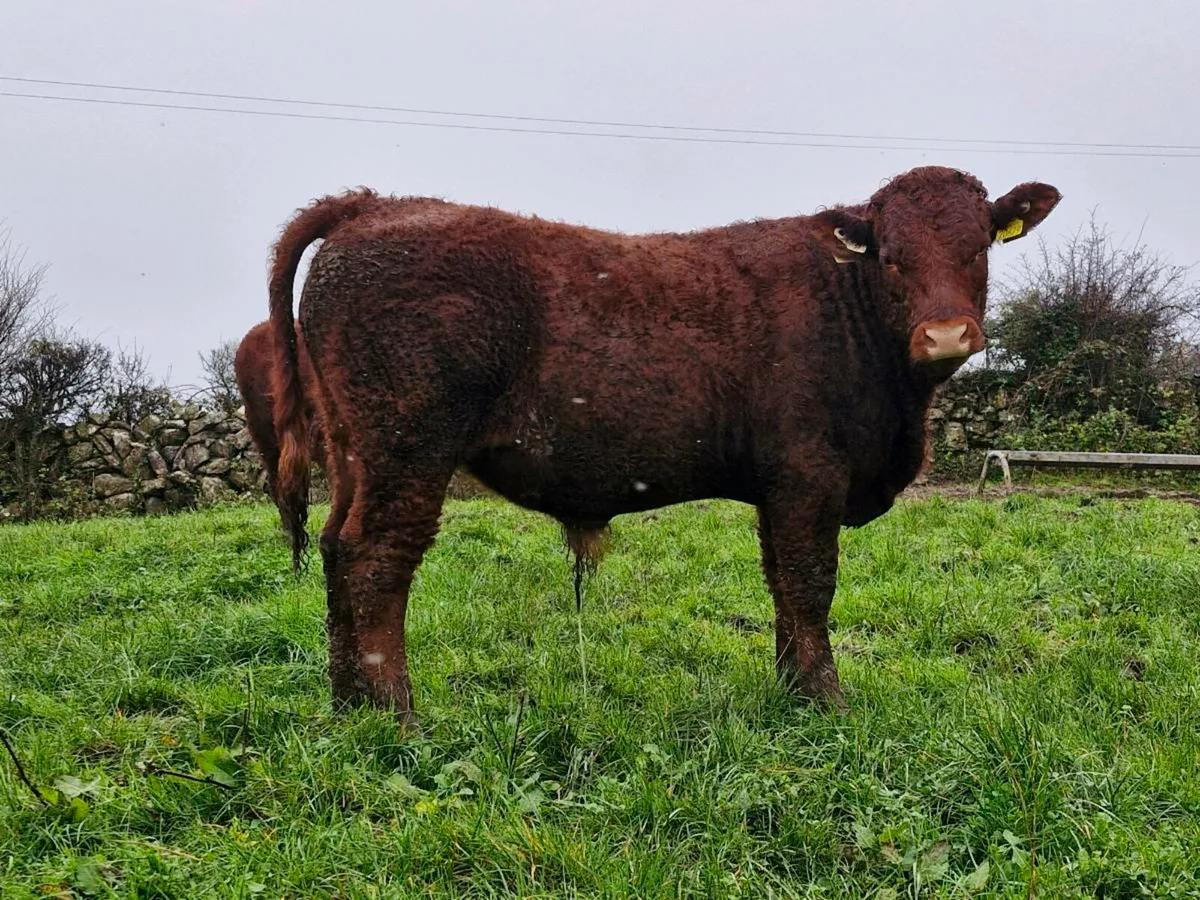 Weanlings bullocks - Image 1