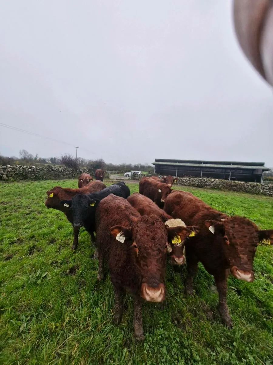 Weanlings bullocks - Image 2
