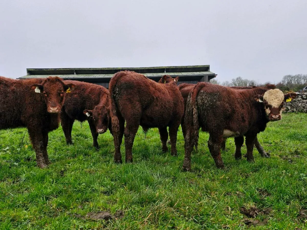 Weanlings bullocks - Image 3