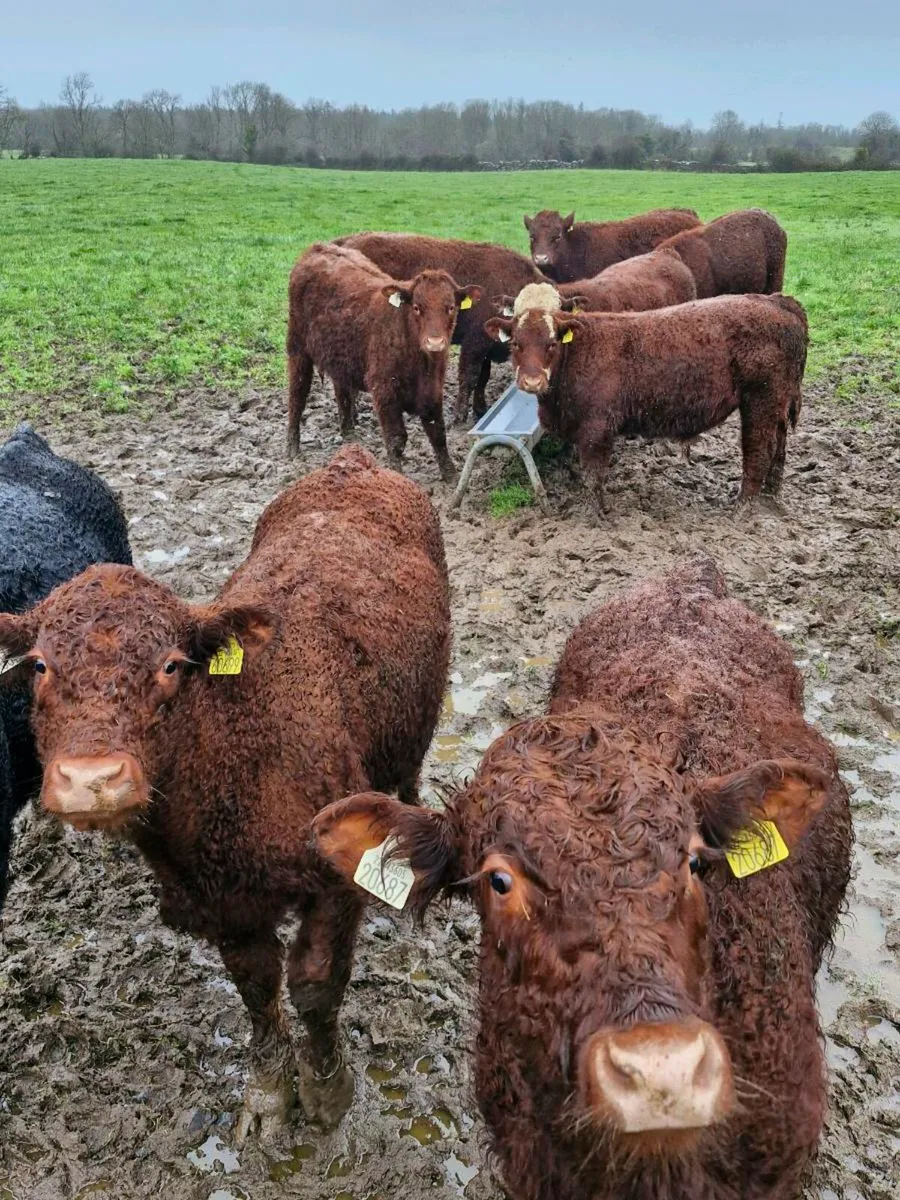 Weanlings bullocks - Image 4