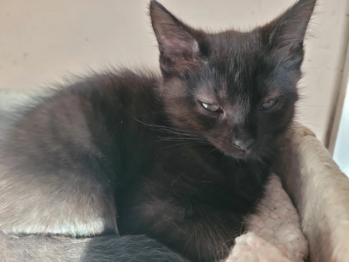 Female black kitten - free to good home - Image 3