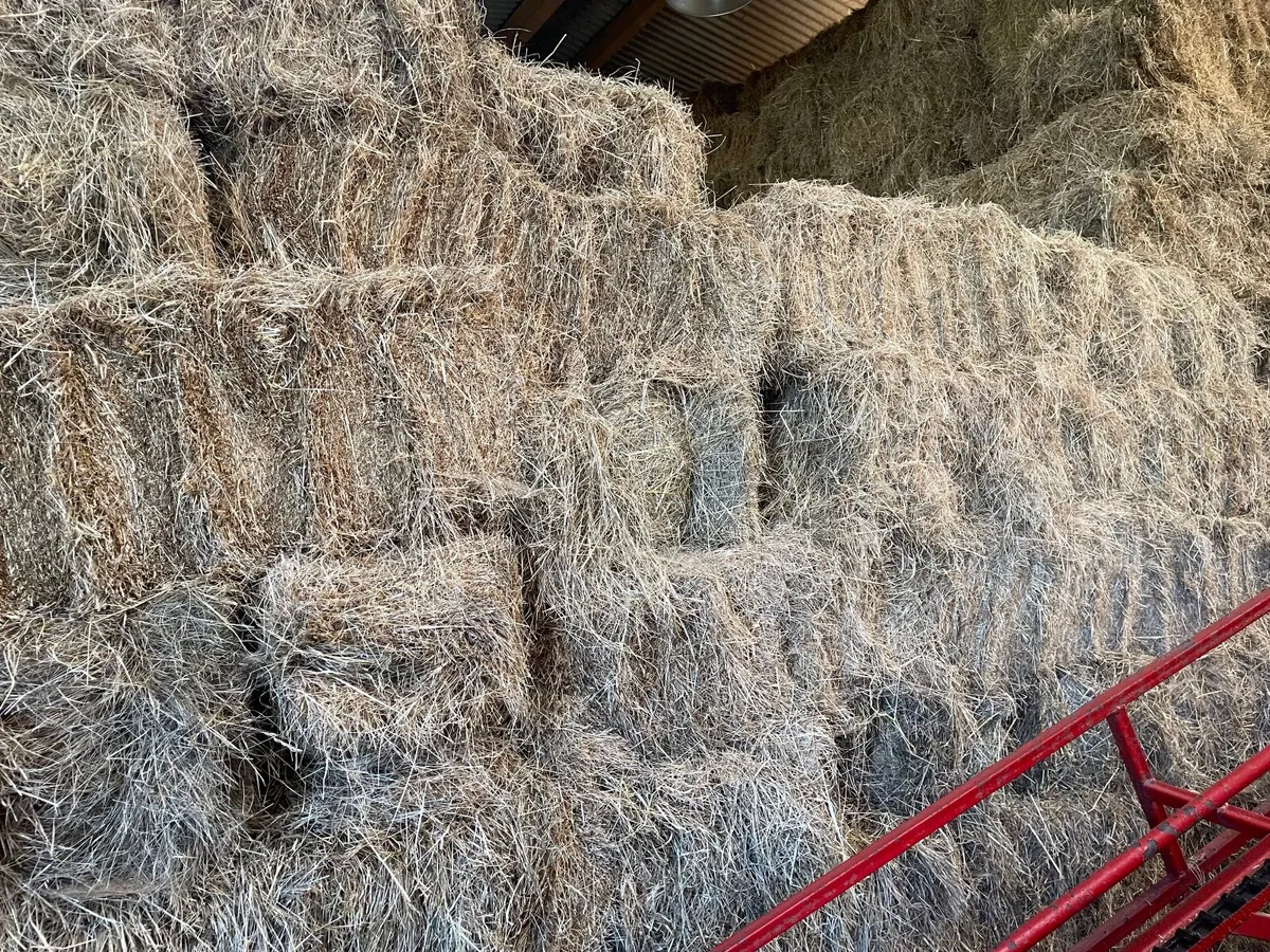 Square bales of hay - Image 1