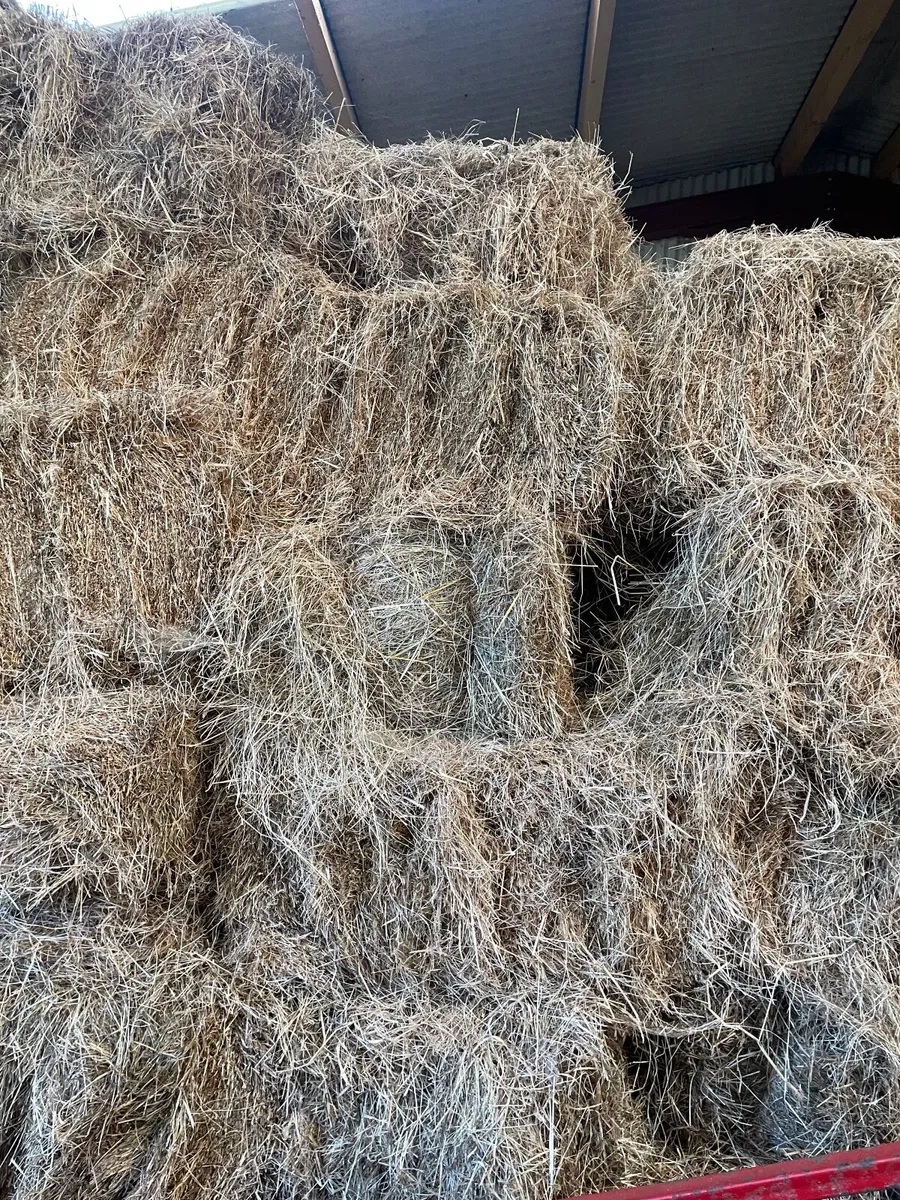 Square bales of hay - Image 2