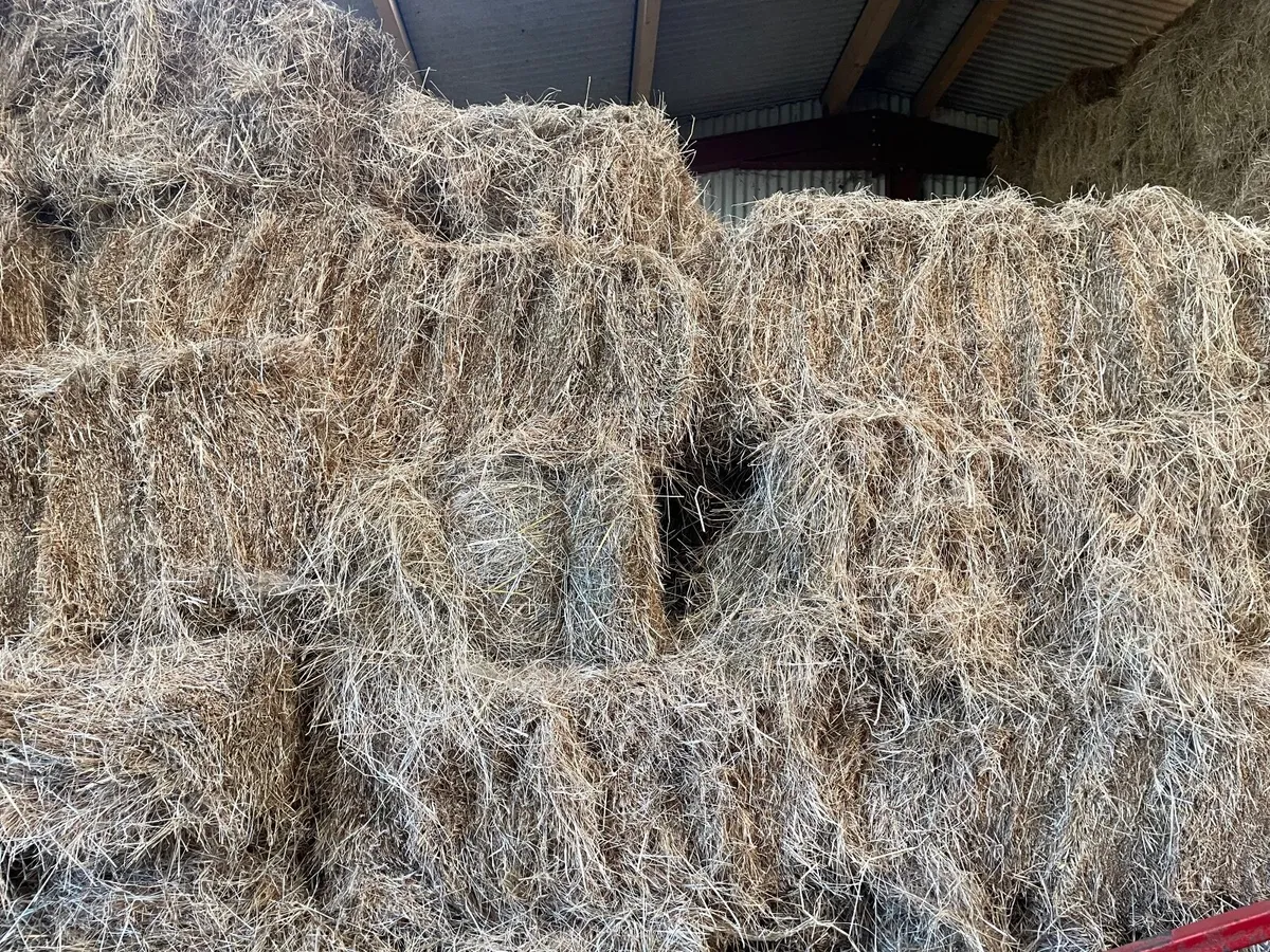 Square bales of hay - Image 3