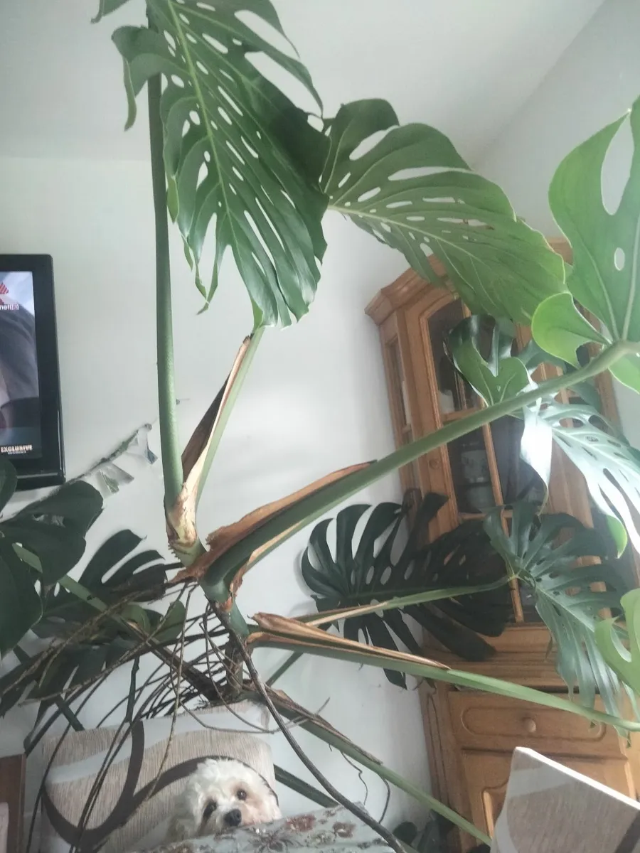 Indoor plant - Image 1