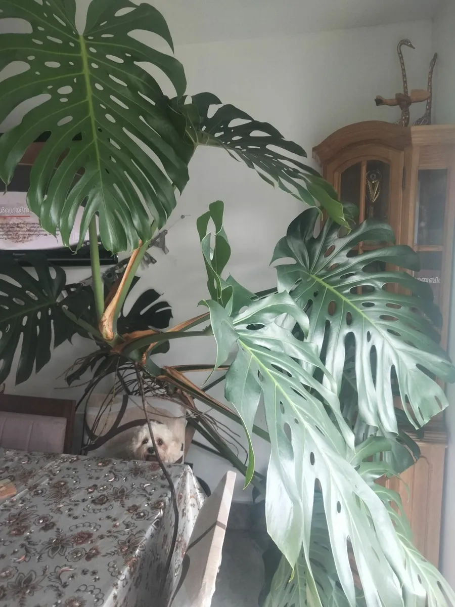Indoor plant - Image 2