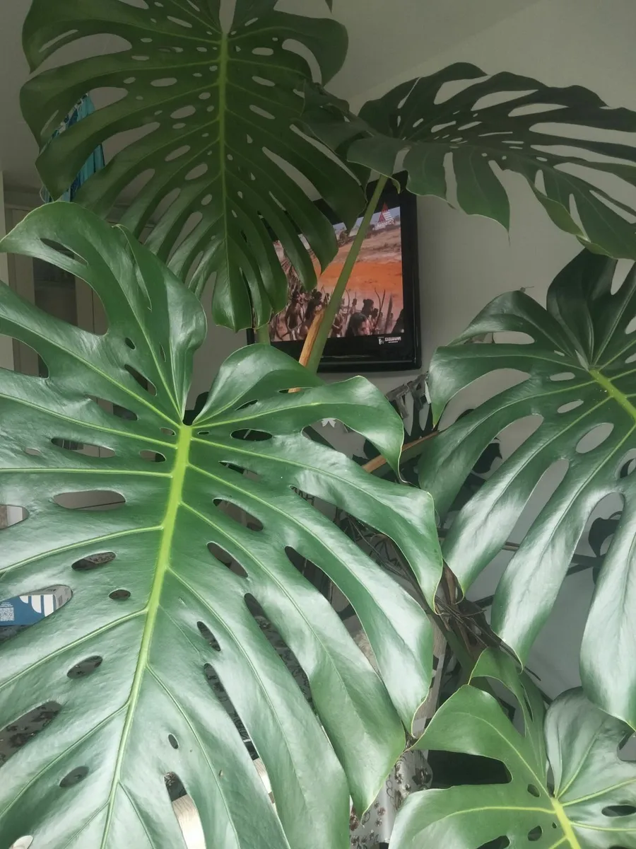 Indoor plant - Image 3